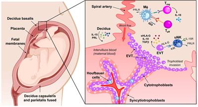 Frontiers Immunomodulatory Role Of Decidual Prolactin On The Human